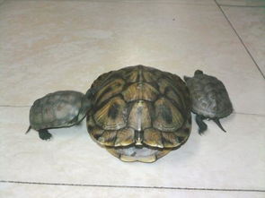 在家里面养乌龟是放在水里好还是地上好 