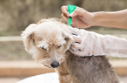 上海艾吉宠物医院连锁 影响自家猫狗健康的6种细菌,你知道是哪几种