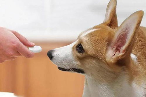 宠物医院不会告诉你,家中常备这些药,狗狗再也不怕生病了