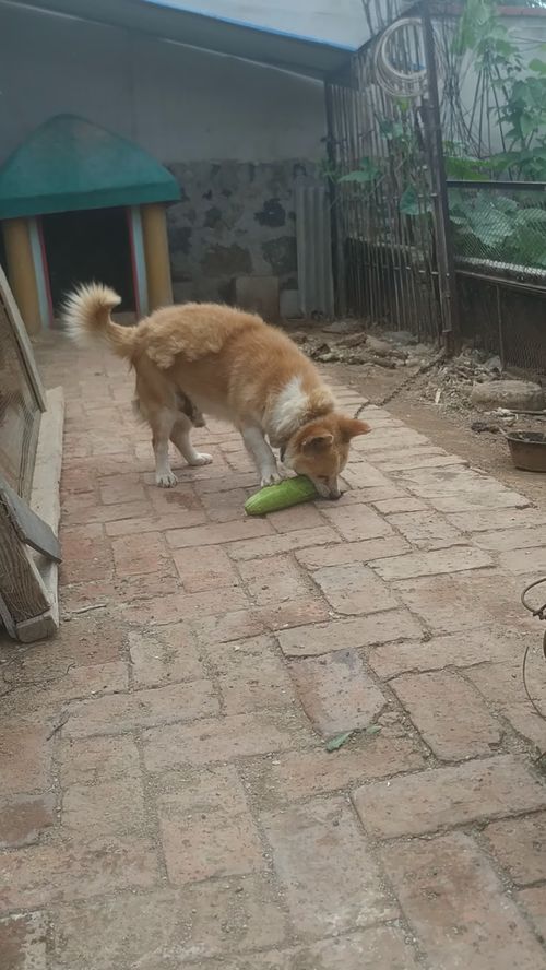 狗狗爱吃黄瓜 