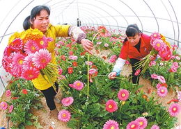 兴宾区积极发展花卉种植 
