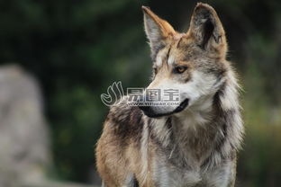 野狼摄影商用正版图片下载 图片ID 1833505 动物世界 正版图片 