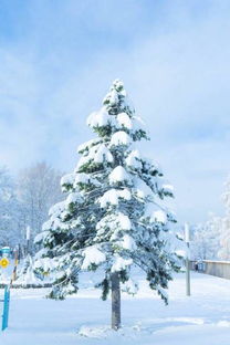 北海道雪景手机壁纸 图片搜索