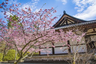 唐代高僧亲手创立的寺庙,被日本奉为国宝,历经1200年屹立不倒