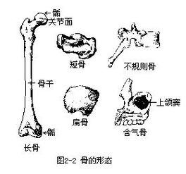 人体解剖学重点知识