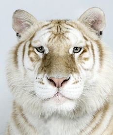 全球首套大型猫科动物写真发布 