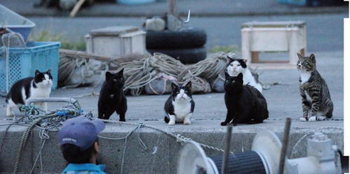 在 猫岛 上生活有多幸福