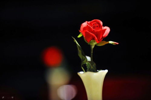 选朵玫瑰花,测什么人值得与你共度余生 特准