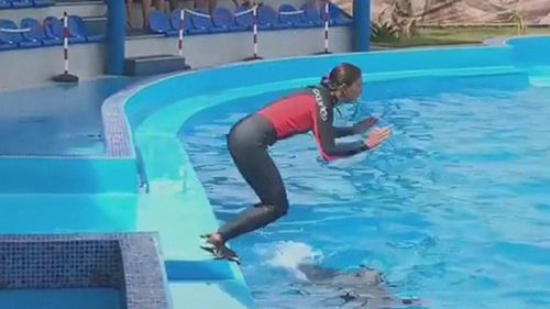 海洋馆训练海豚