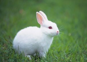 是个动物都能被欺负的兔子,为什么还能在十二生肖中排第四呢