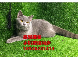 图 深圳哪里能买到健康的蓝猫包子脸蓝猫价格多少专业繁殖蓝猫包健康 深圳宠物猫 