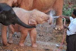 缅甸展出罕见粉色大象 据称能带来好运气 