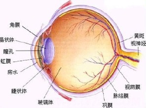 经常上网眼睛充血的人要重视了