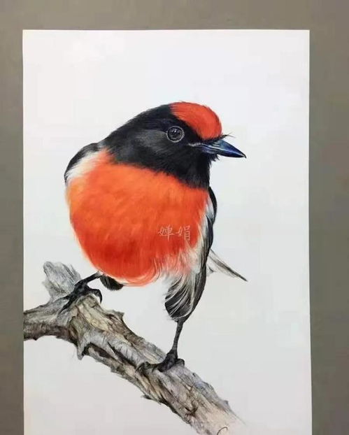 花鸟欣赏 小小彩色铅笔也能画出美丽的花 灵动的鸟儿 写实手绘