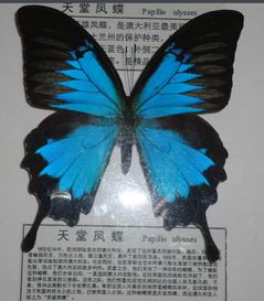 天堂凤蝶的外貌和翅膀的特点是什么