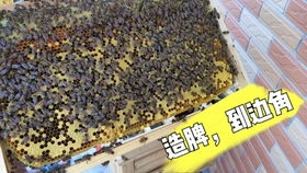 小伙阳台养蜜蜂,初春蜂巢门口地上有很多死蜜蜂,不用慌,不用急