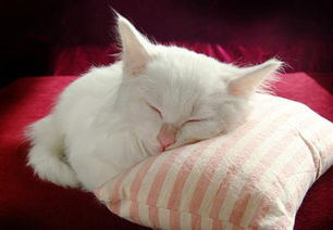 白色波斯猫多少钱 毛色上判断波斯猫品种