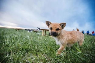 一只中国流浪狗的逆袭 爱跑马拉松,征服好莱坞,环游全世界