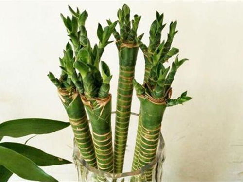 富贵竹—龙竹如何水养？