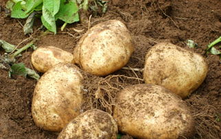 马铃薯是块根还是块茎,为什么说马铃薯是块茎而不是块根？