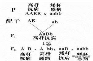 高考生物的答题规范与技巧