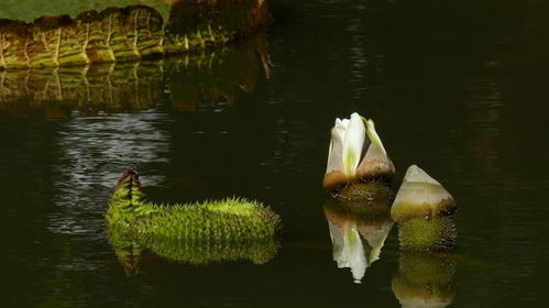 2月14日开始,桃花盛开,月老钦点,与真爱相约到白头的4大星座