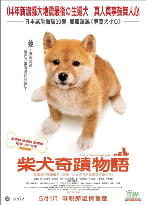 柴犬奇迹物语