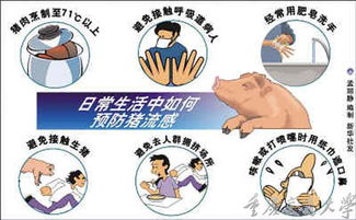 猪流感预防，如何预防猪流感