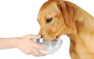 病从口入 5个饮食坏习惯,会伤害狗狗的身体