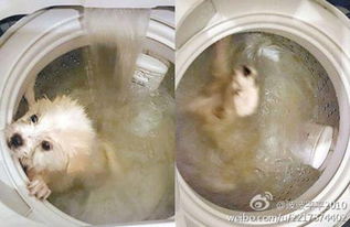 香港一市民用洗衣机洗狗遭炮轰 被查证虐动物可判监禁3年