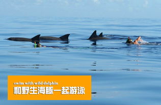 毛里求斯追海豚观鲸鱼双鱼之旅半日游 在印度洋同时邂逅精灵和庞然大物