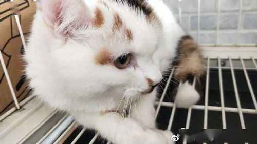 上海宠物救助站成立了已经二十年了,期间经历了很多困苦和无奈,一把心酸的眼泪,求大家支持,求转发