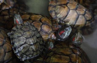 巴西龟是一种观赏龟种,国内市场上非常普遍,但你却不知道它能吃 