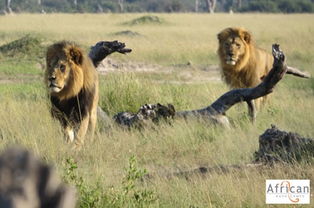 津巴布韦明星狮子王塞西尔的弟弟Jericho也在万基国家公园中被发现死亡 
