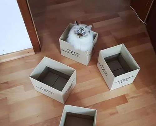 剖析猫咪对纸箱的爱