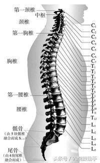 脊椎讲座 胸椎病病因 症状及预防措施