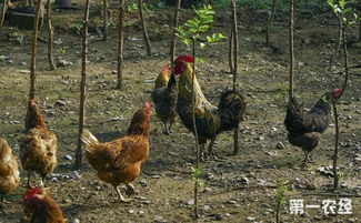 怎样降低养鸡成本 怎样降低养鸡的养殖成本