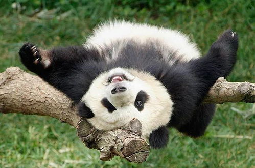 旅美大熊猫美香诞下新生命 