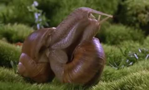 蜗牛会怀上孩子吗 怎么怀 为什么怀 蜗牛爬过的地方有什么东西那是什么 蜗牛脱壳后是什么 