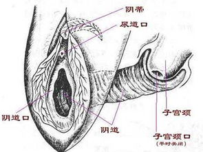 阴道受不同刺激时有何变化？