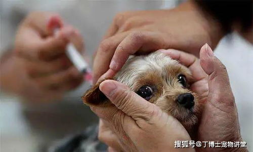 养狗必须知道的打疫苗常识,几大误区不能犯