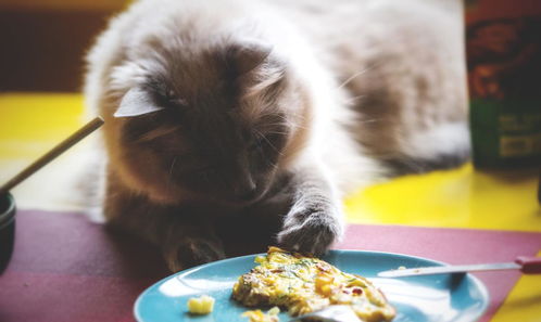 如何判断猫已吃饱,猫吃饱后的3种表现,猫有时会装出饥饿状态