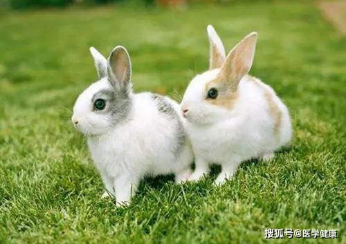 兔兔绝育安全手册,这样做可以有效控制兔子绝育的手术风险