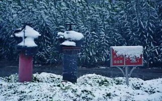 又要下雪了 初雪里,河南最美 姑娘 原来都在这里 