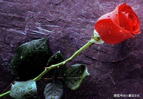 生活是一朵玫瑰(生活是一朵玫瑰花)