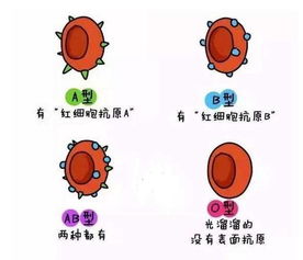 医生,我和孩子爸爸都是A型血,怎么生出了O型血的宝宝 