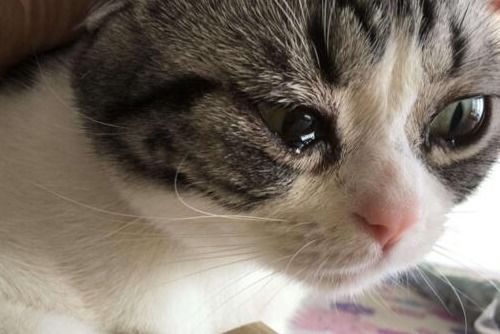 猫咪眼睛流脓封眼用什么药比较有效