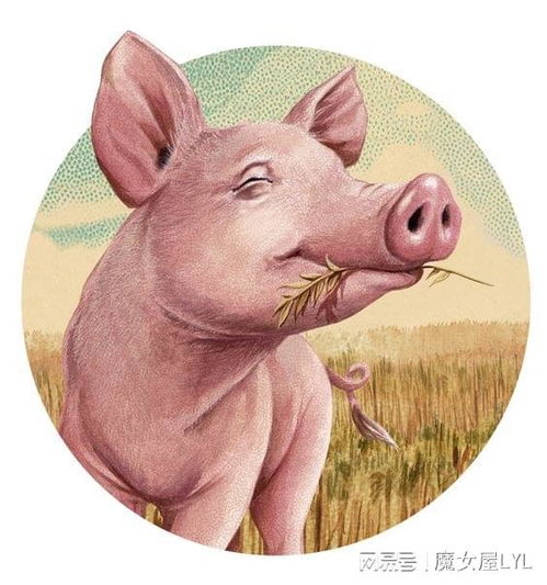 关于猪的英语谚语和可爱插画