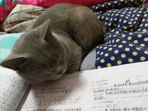 猫咪爱学习 