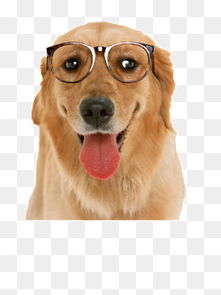 免费下载 戴眼镜的狗狗图片大全 千库网png 